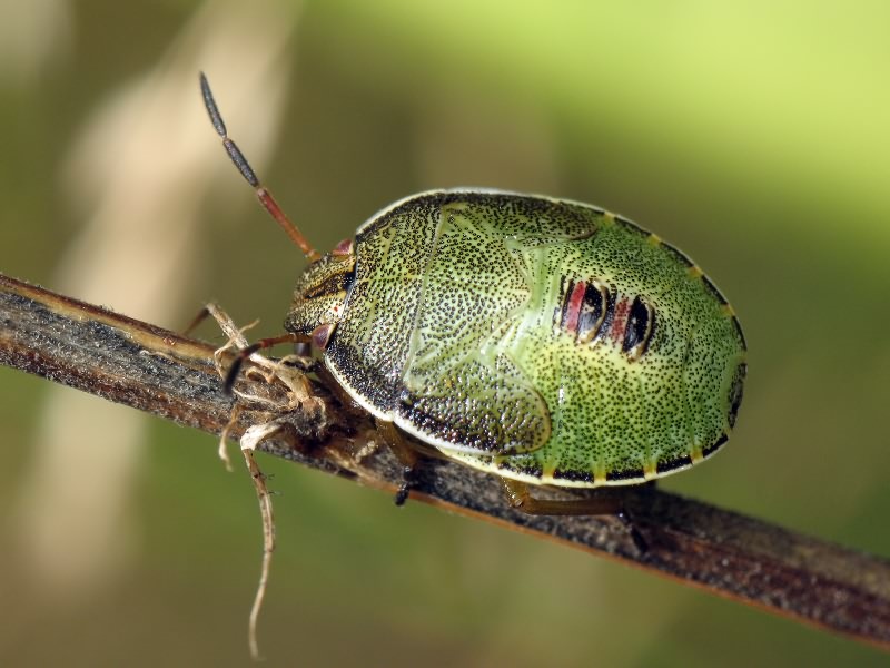 Piezodorus lituratus (Fabricius, 1794)